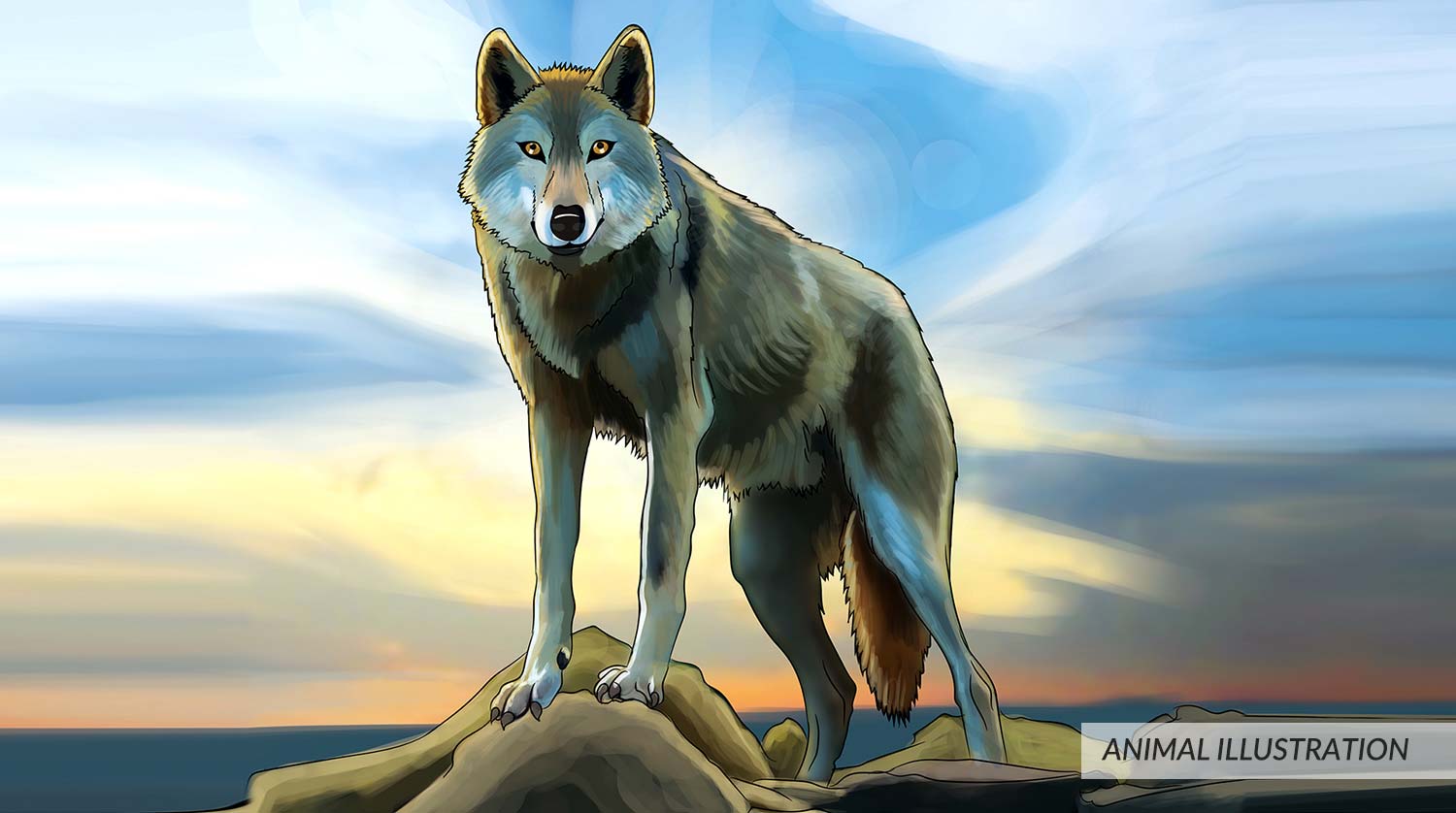 A digital illustration of a wolf standing on hills, sun set time in back ground with orange blue shades